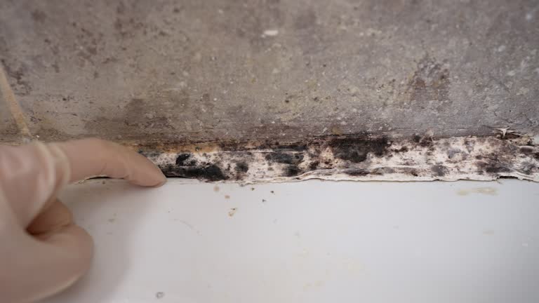 Biohazard Mold Removal in Hidden Valley Lake, CA